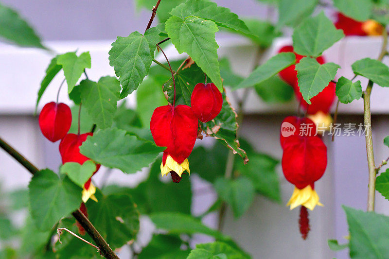 蒂罗尔灯/abutilon megapotamicum